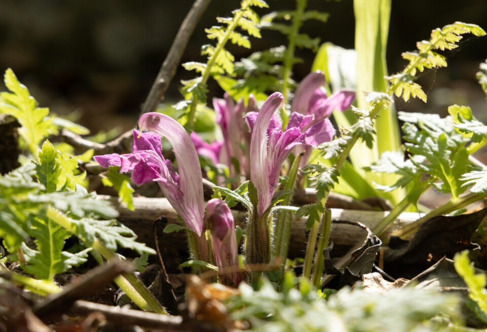 멸종위기 야생생물 Ⅱ급 ‘애기송이풀’. (사진 국립생태원)/뉴스펭귄