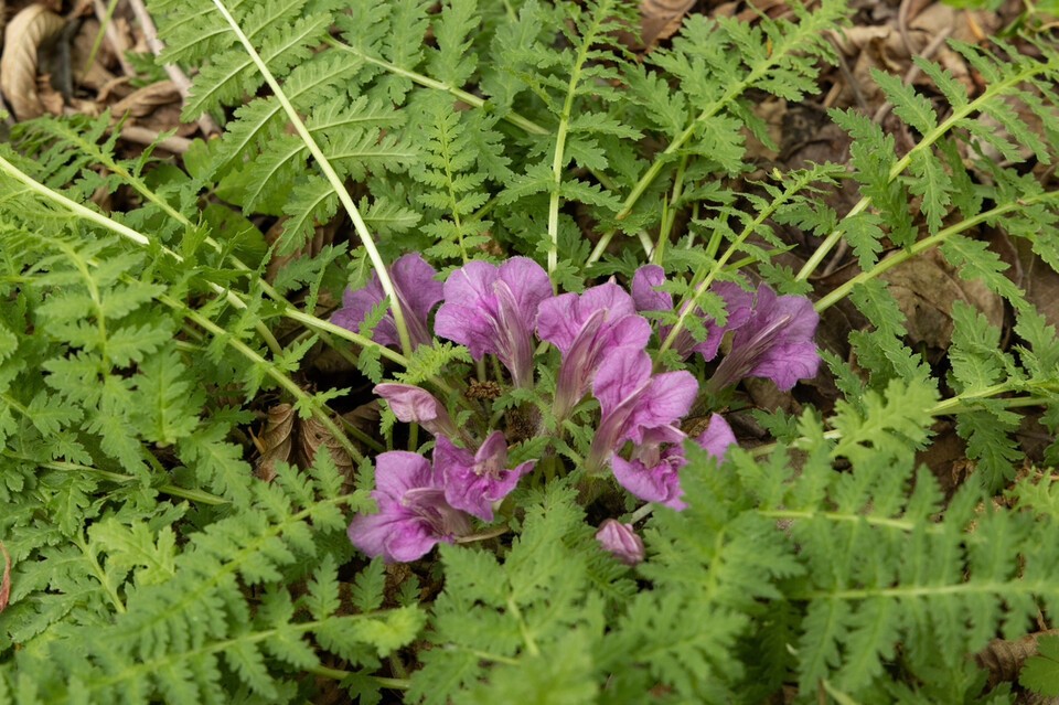 식물 전체에 잔털이 있고 줄기는 없는 애기송이풀. (사진 국립생태원)/뉴스펭귄