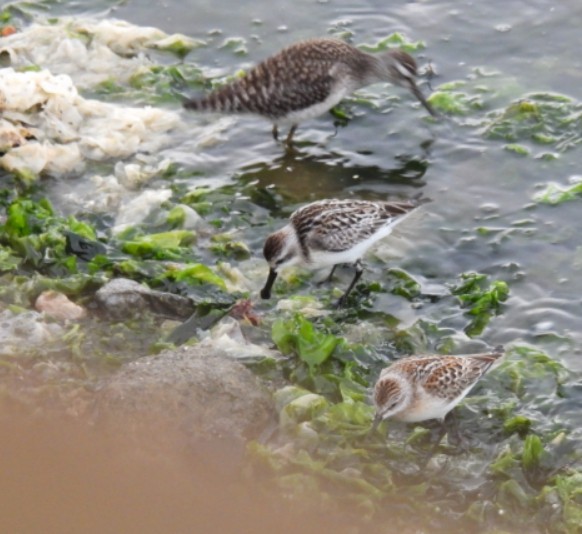 좀도요, 깝작도요와 함께 있는 넓적부리도요. (사진 울산시 환경정책과)/뉴스펭귄