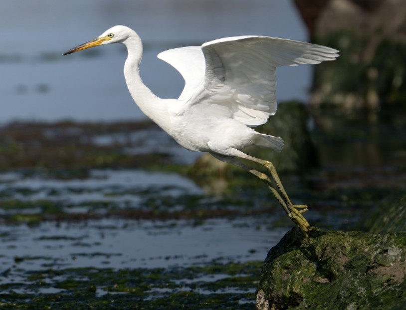 노랑부리백로. (사진 울산시 환경정책과)/뉴스펭귄