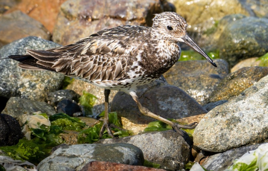 붉은어깨도요. (사진 울산시 환경정책과)/뉴스펭귄