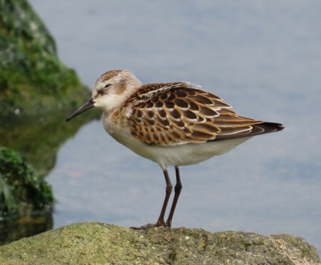 작은도요. (사진 울산시 환경정책과)/뉴스펭귄