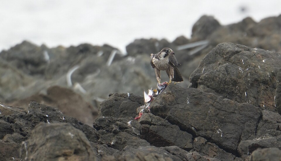 갯바위에서 꼬까도요를 사냥한 매. (사진 울산시 환경정책과)/뉴스펭귄