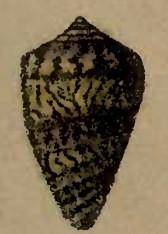 (사진 Gavan Mitchell, Imaging Technician, ADAPT Lab, Department of Anatomy & Physiology, University of Melbourne, Wikimedia Commons)/뉴스펭귄