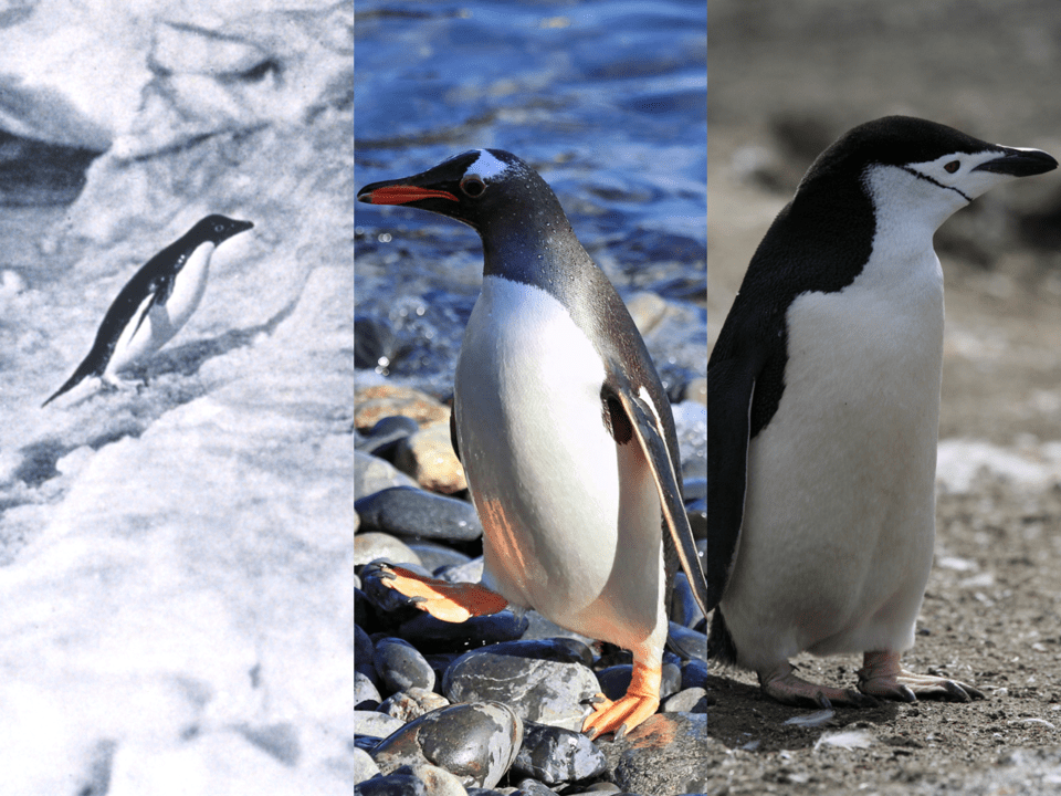 왼쪽부터 아델리펭귄, 젠투펭귄, 턱끈펭귄. 아델리펭귄은 차가운 해빙, 젠투펭귄은 따뜻한 바다, 턱끈펭귄은 비교적 폭넓은 서식지를 선호한다. (사진 Wikimedia Commons, Liam Quinn, Gilad Rom from Israel)/뉴스펭귄