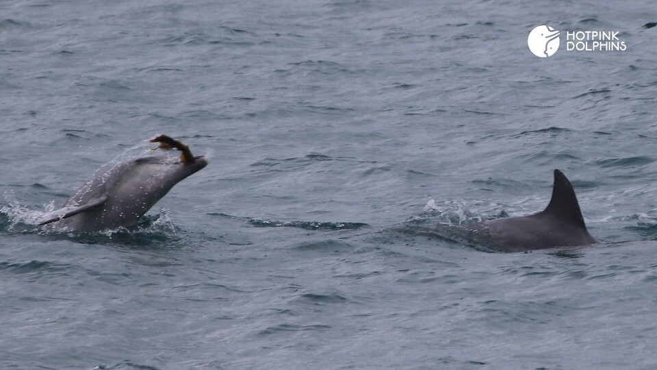 2023년 4월 6일 서귀포시 대정읍 앞바다에서 만난 춘삼이와 남방큰돌고래 무리. (사진  핫핑크돌핀스)/뉴스펭귄.jpg