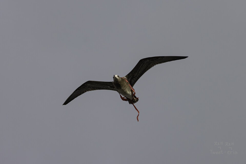 (사진 짹짹휴게소 제공)/뉴스펭귄