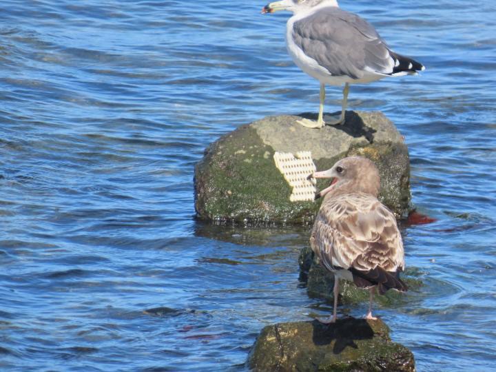 (사진 짹짹휴게소 제공)/뉴스펭귄