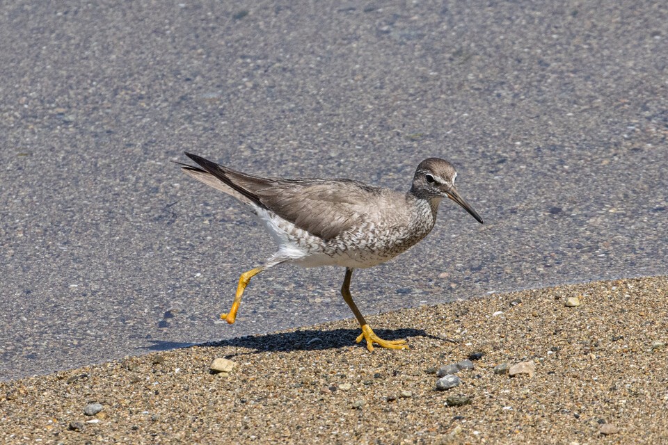 올해 8월, 줄 또는 실에 의해 다리가 절단된 노랑발도요. (사진 짹짹휴게소 제공)/뉴스펭귄