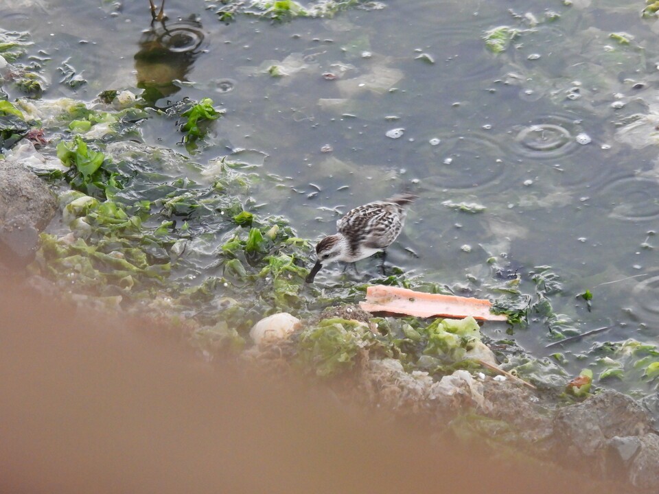 솔개공원 넓적부리도요. (사진 짹짹휴게소 제공)/뉴스펭귄