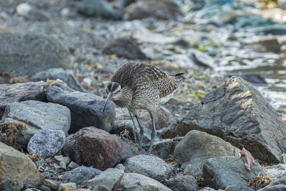 (사진 짹짹휴게소 제공)/뉴스펭귄