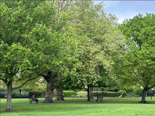 영국 나무들이 극단적인 기후위기에 재대로 대응하지 못하고 있다. (사진 최지윤 펭윙스)/뉴스펭귄