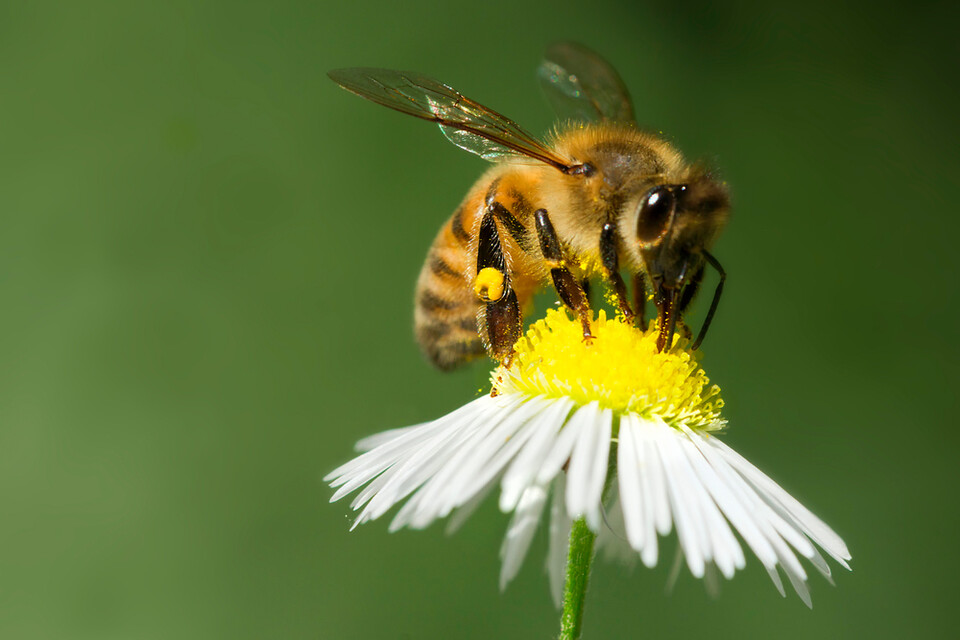 유럽에서 야생벌의 멸종 위험이 두 배 이상 증가했다는 보고가 나왔다. 사진은 독자 이해를 돕기 위한 이미지. (사진 클립아트코리아)/뉴스펭귄