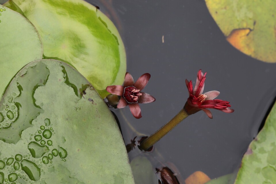 멸종위기 야생생물 Ⅱ급 ‘순채’. (사진 국립생물자원관)/뉴스펭귄
