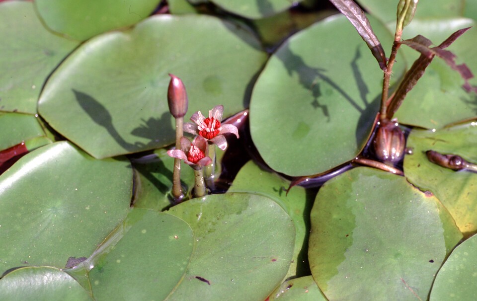 순채. (사진 국립생물자원관)/뉴스펭귄