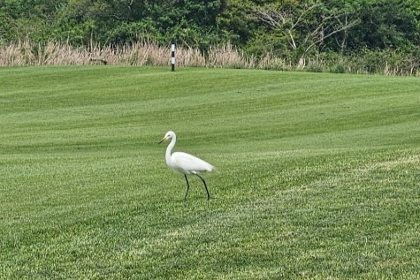 제주에코랜드GC에 서식하는 백로. (사진 제주에코랜드GC 제공)/뉴스펭귄