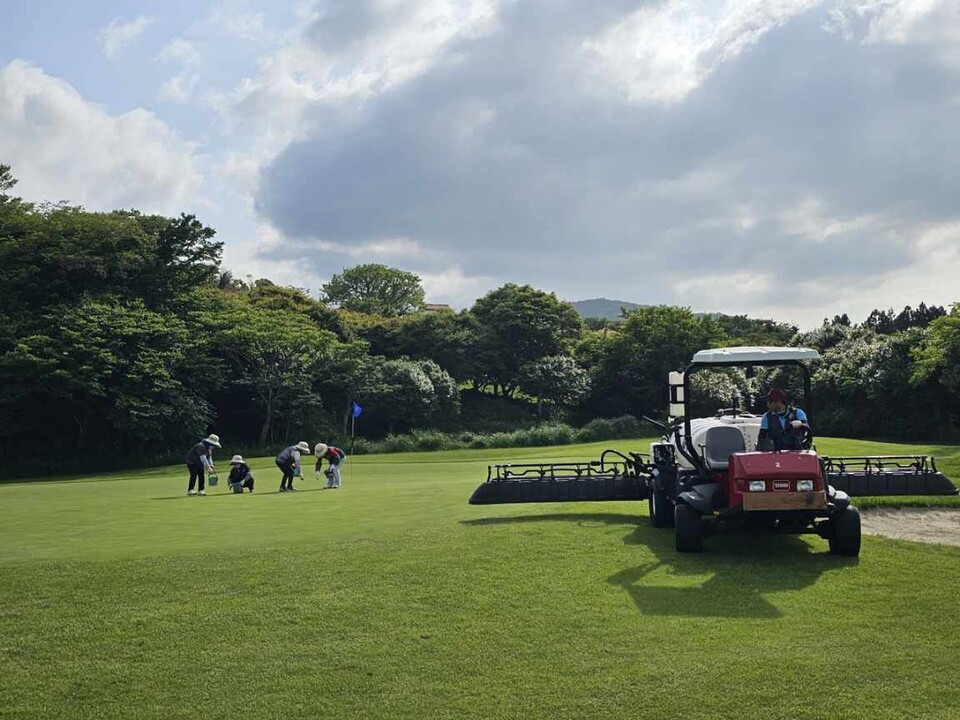 에코랜드는 농약 대신 ▲미생물제 살포 ▲통기작업(에어레이션) ▲모래 배토 ▲예지(잔디 깎기) ▲수작업 제거 등으로 병충해를 억제하고 있다. 사진은 땅강아지 포획 작업 현장. (사진 제주에코랜드GC 제공)/뉴스펭귄