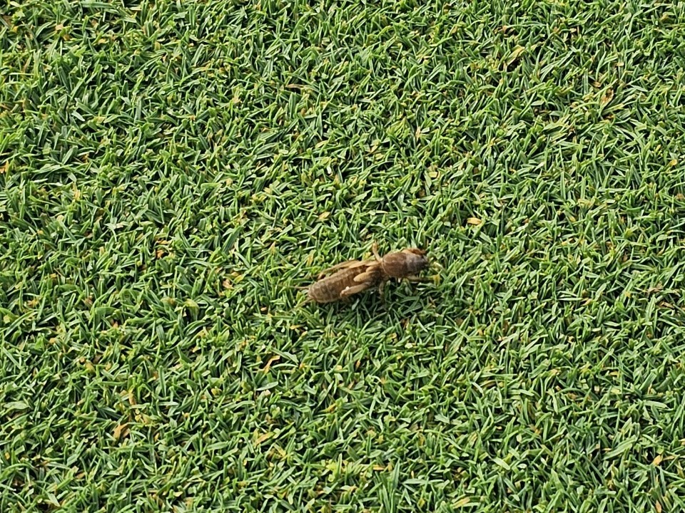 토양 위로 올라온 땅강아지. (사진 제주에코랜드GC 제공)/뉴스펭귄