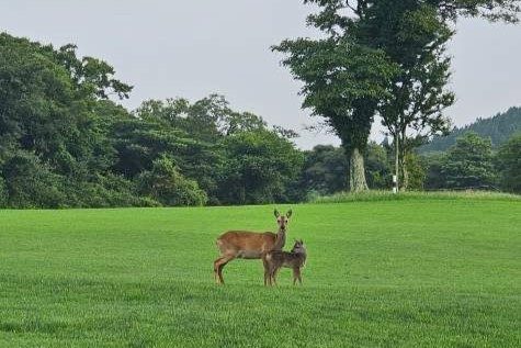 (사진 제주에코랜드GC 제공)/뉴스펭귄