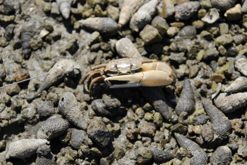 멸종위기 야생생물 II급 ‘흰발농게’. (사진 다도해해상국립공원사무소)/뉴스펭귄