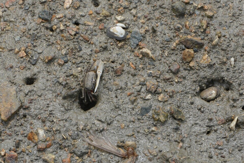 흰발농게는 갯벌 매립을 비롯한 각종 연안 개발로 서식지가 줄고 개체수가 급감하면서 멸종위기에 놓여 있다. (사진 인천녹색연합)/뉴스펭귄