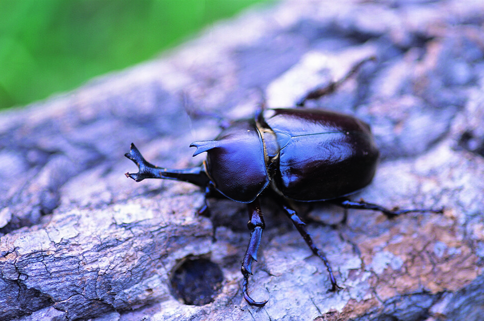 장수풍뎅이. (사진 이강운 대기자)/뉴스펭귄