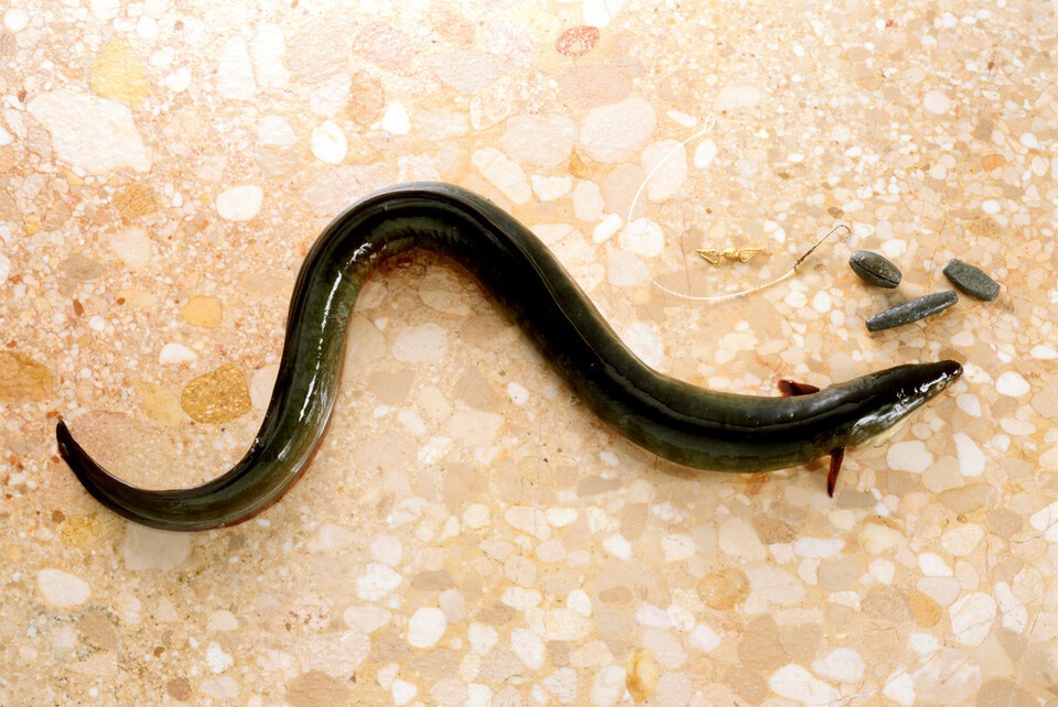 유럽연합이 뱀장어 속에 속하는 전 종의 뱀장어를 CITES(멸종위기 야생동식물 국제거래 협약)의 부속서Ⅱ에 올리자고 공식 제안했다. 사진은 독자 이해를 돕기 위한 이미지. (사진 클립아트코리아)/뉴스펭귄