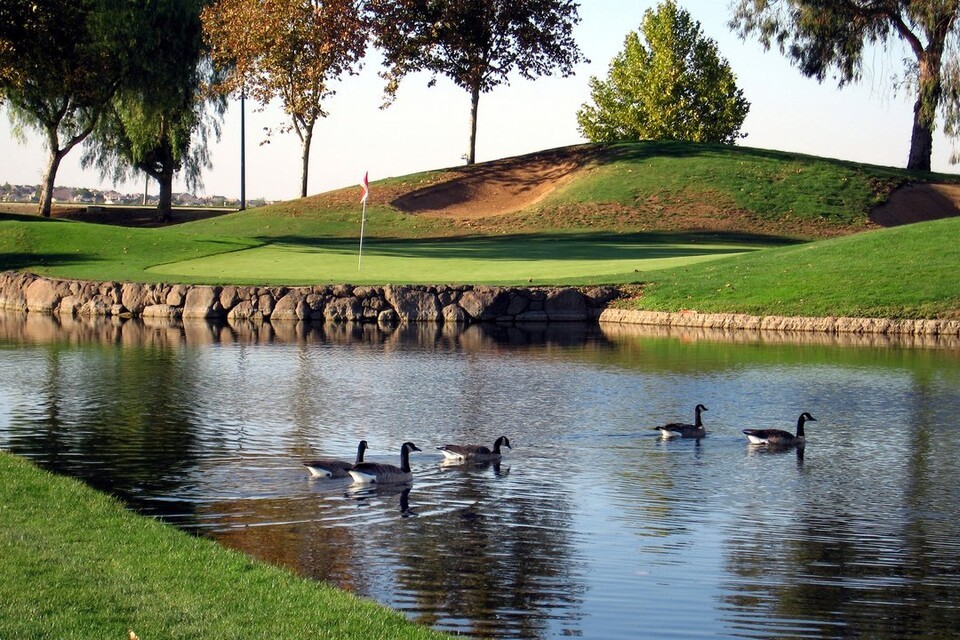 미국 캘리포니아 브렌트우드 골프클럽에 서식하는 거위 (사진 Brentwood Golf Club 제공)