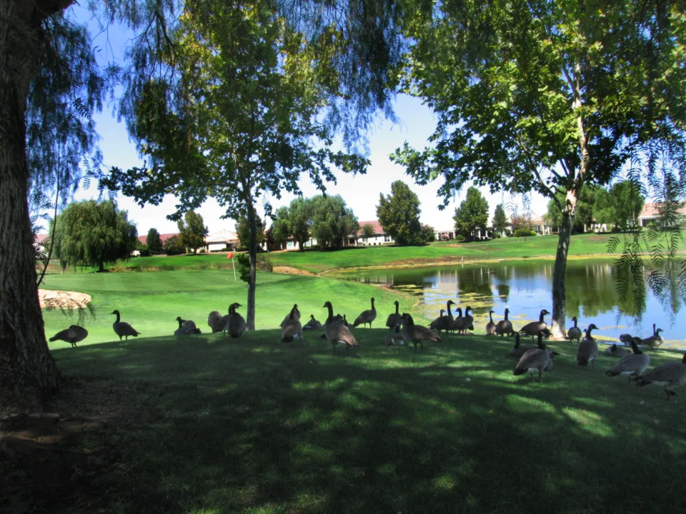 최 대표는 미생물제 살포도 중단했지만 잔디상태는 더 개선됐다고 전했다. (사진 Brentwood Golf Club 제공)