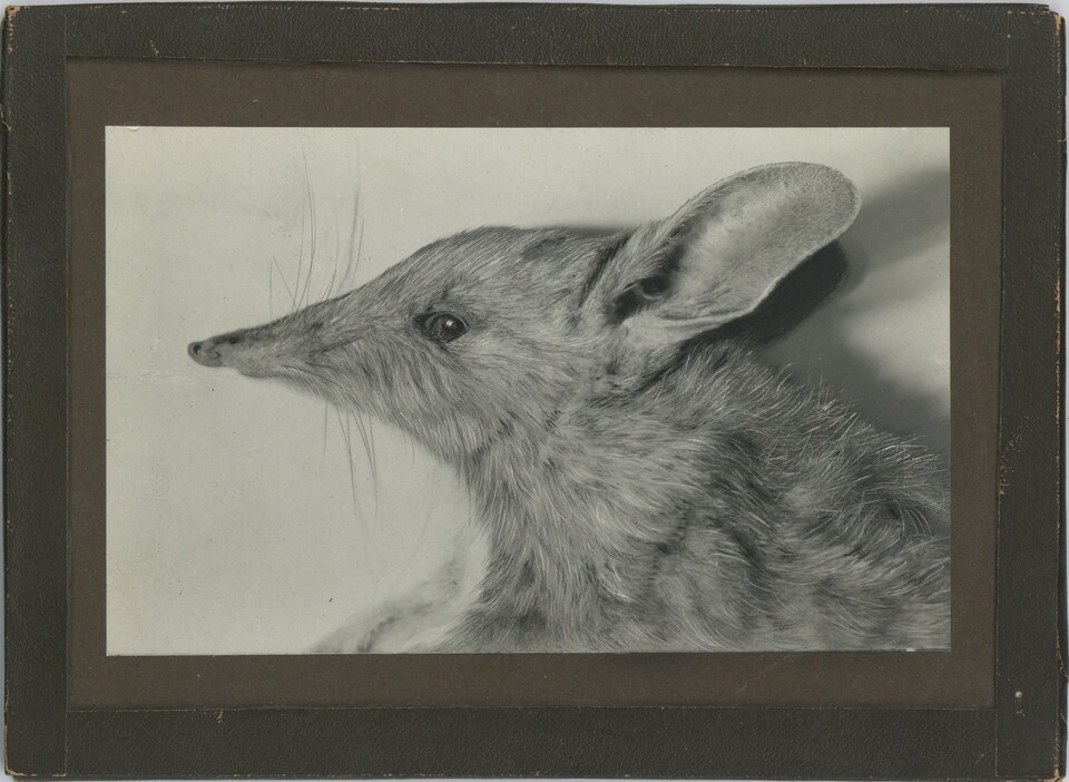 IUCN 적색목록에 처음 오르자마자 멸종으로 분류된 반디쿳. (사진 G.W. Tryon, Wikimedia Commons)/뉴스펭귄