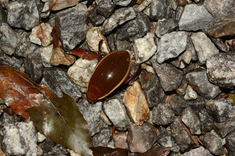 광릉숲 서식이 재확인된 멸종위기 야생생물 Ⅱ급 물방개. (사진 국립수목원)/뉴스펭귄