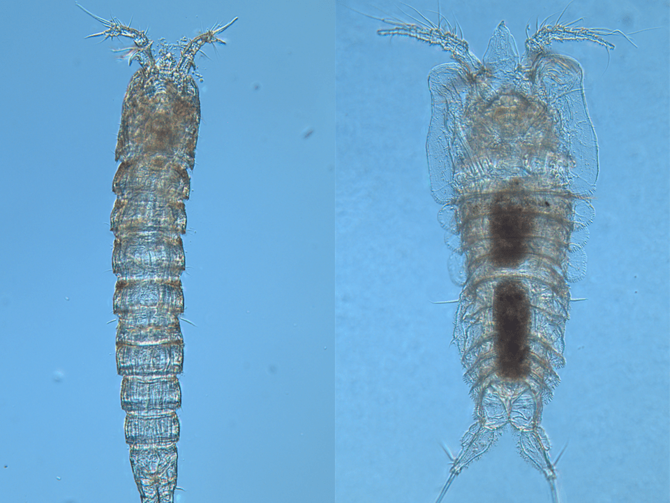 왼쪽 갈고리노벌레과, 오른쪽 장군여왕노벌레과. (사진 국립호남생물자원관 제공)/뉴스펭귄