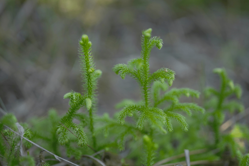 멸종위기 야생생물 Ⅱ급 ‘물석송’. (사진 국립호남권생물자원관)/뉴스펭귄
