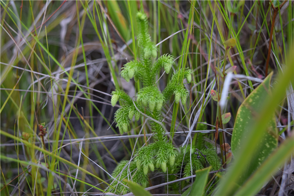 2017년 발견된 물석송. (사진 국립공원관리공단)/뉴스펭귄