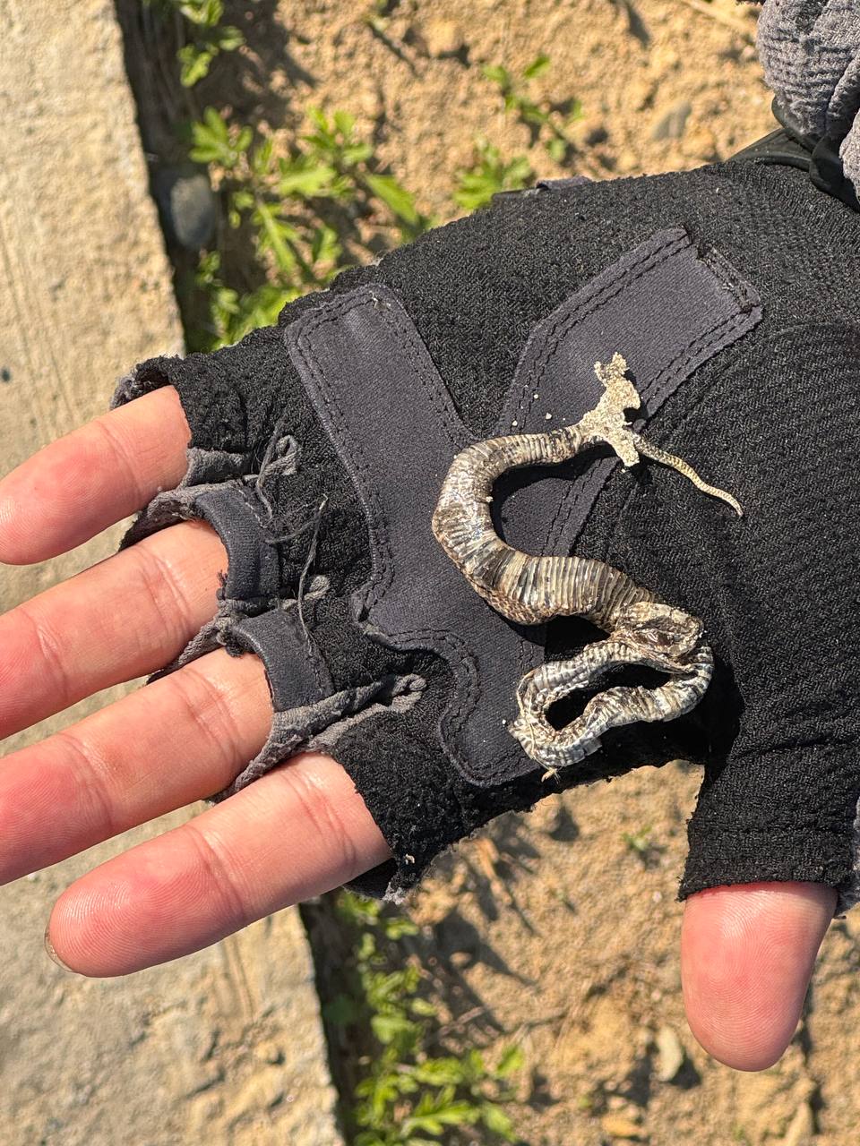 파크골프장 옆 길에서 로드킬로 확인된 새끼 살모사 사체. (사진 우다영 기자)/뉴스펭귄