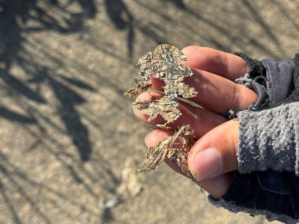파크골프장 옆 길에서 로드킬로 확인된 개구리 사체. (사진 우다영 기자)/뉴스펭귄 