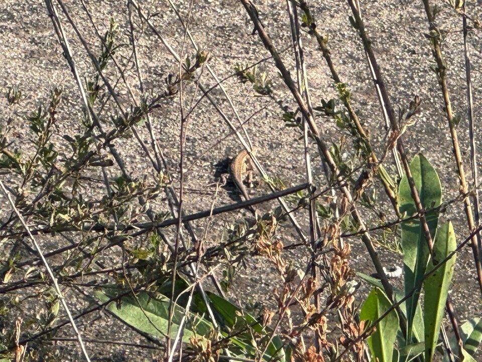 자전거 길에 나와있는 표범장지뱀. (사진 우다영 기자)/뉴스펭귄