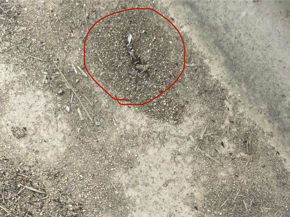 지난 8월 파크골프장 수로에서 확인된 표범장지뱀 사체. (사진 전인정 단장 제공)/뉴스펭귄