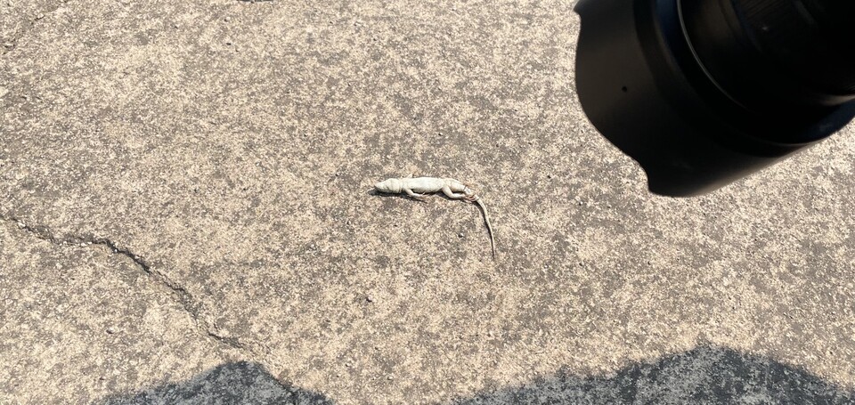 올해 5월 자전거 길에서 발견된 표범장지뱀 사체. (사진 전인정 단장 제공)/뉴스펭귄