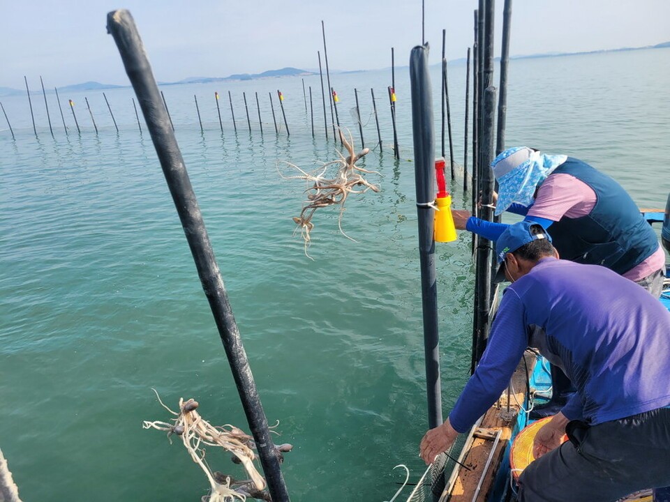 무안군이 낙지 자원회복을 위해 '낙지산란장'에 어미낙지를 방류하고 있다.(사진 무안군청)/뉴스펭귄