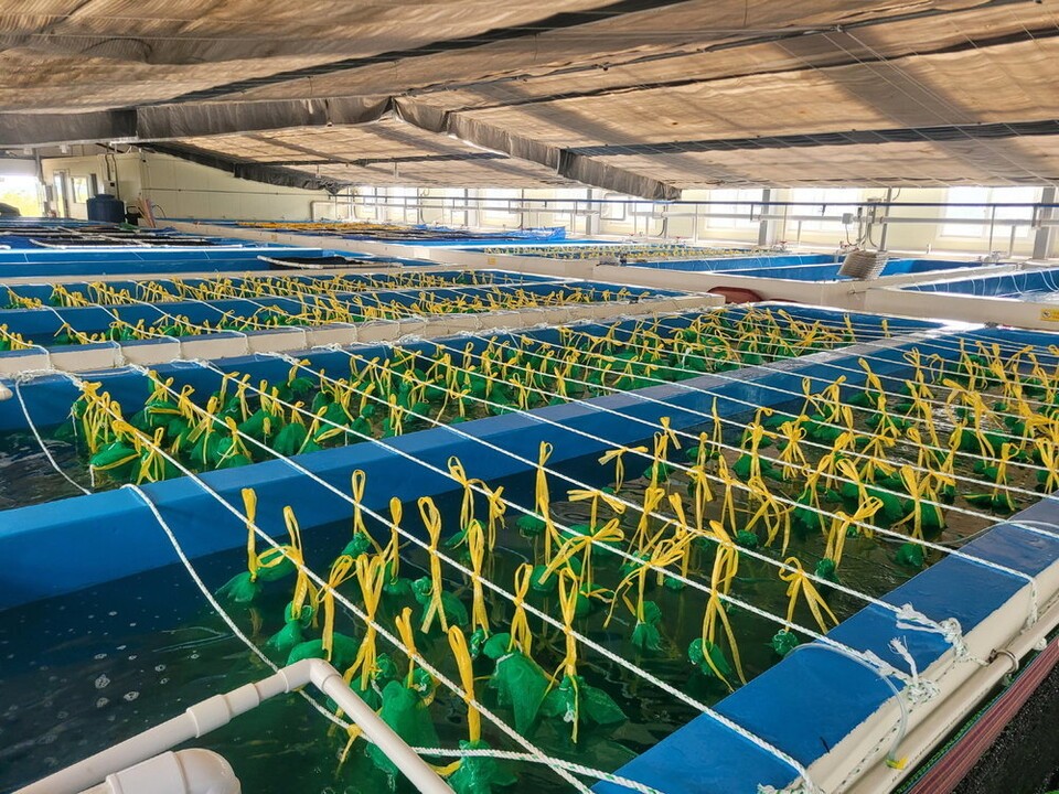 무안군은 어미낙지를 교접해 금어기가 시작되는 때에 '낙지목장'에 방류한다. (사진 무안군청)/뉴스펭귄