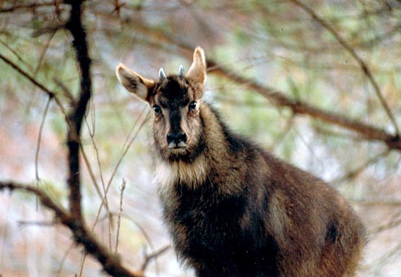 산양이 ‘이 달의 멸종위기 야생생물’로 선정됐다. (사진 국립생물자원관)/뉴스펭귄