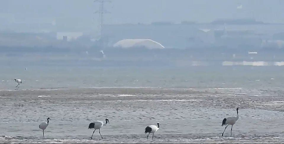 기후변화에 관한 정부 간 협의체(IPCC)가 해양 탄소흡수원을 새로 포함한 온실가스 산정 지침 개요에 합의했다. 사진은 얼어붙은 갯벌에서 먹이를 찾는 두루미들. 독자 이해를 돕기 위한이미지로 기사 특정 내용과 관계없음. (사진 인천두루미네트워크, 본지DB)뉴스펭귄