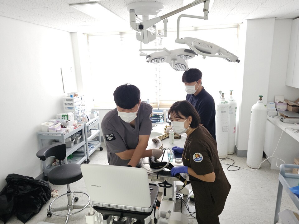 광주 우치동물원에서 지난달 2일 수컷 붉은꼬리보아뱀의 중성화 수술을 진행했다. (사진 우치동물원)/뉴스펭귄