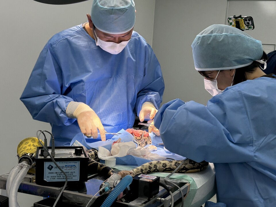 광주 우치동물원에서 지난달 2일 수컷 붉은꼬리보아뱀의 중성화 수술을 진행했다. (사진 우치동물원)/뉴스펭귄