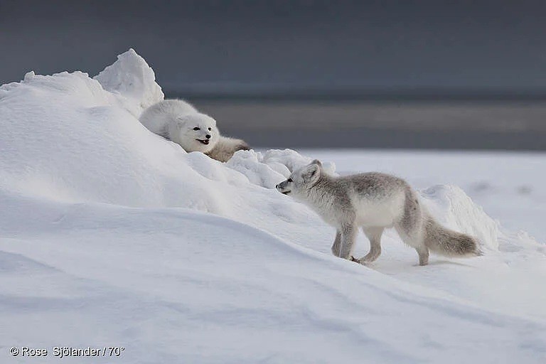 알라스카에서 레밍을 사냥하고 있는 북극 여우들 (사진 그린피스 홈페이지, Rose Sjölander / 70°)/뉴스펭귄