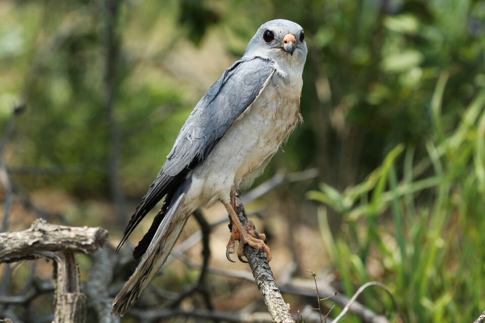 금정산에 서식하는 것으로 알려진 멸종위기 야생생물 Ⅱ급이자 천연기념물인 붉은배새매. (사진 부산시)/뉴스펭귄