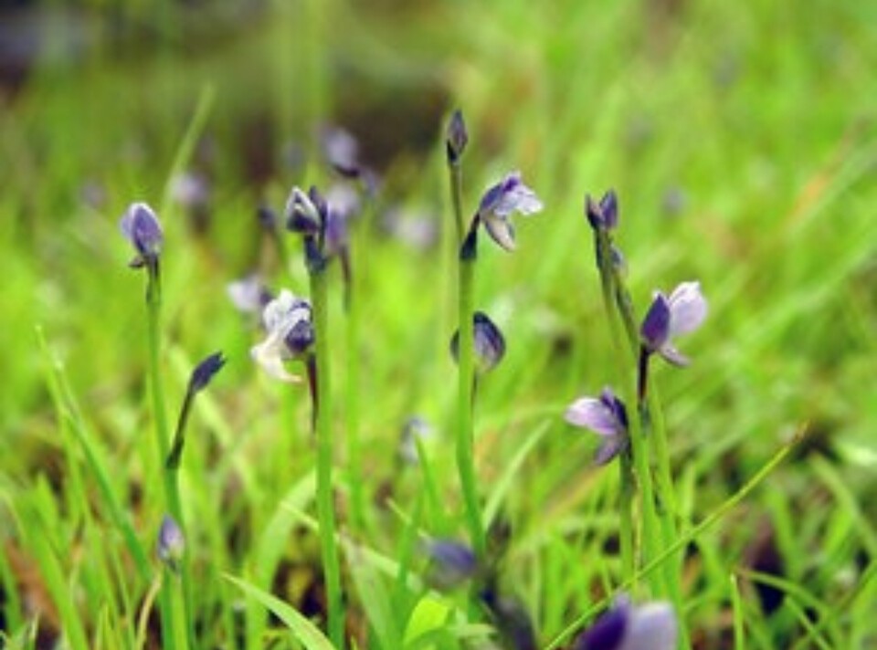 금정산에 서식하는 것으로 알려진 멸종위기 야생생물 Ⅱ급 자주땅귀개. (사진 부산시)/뉴스펭귄