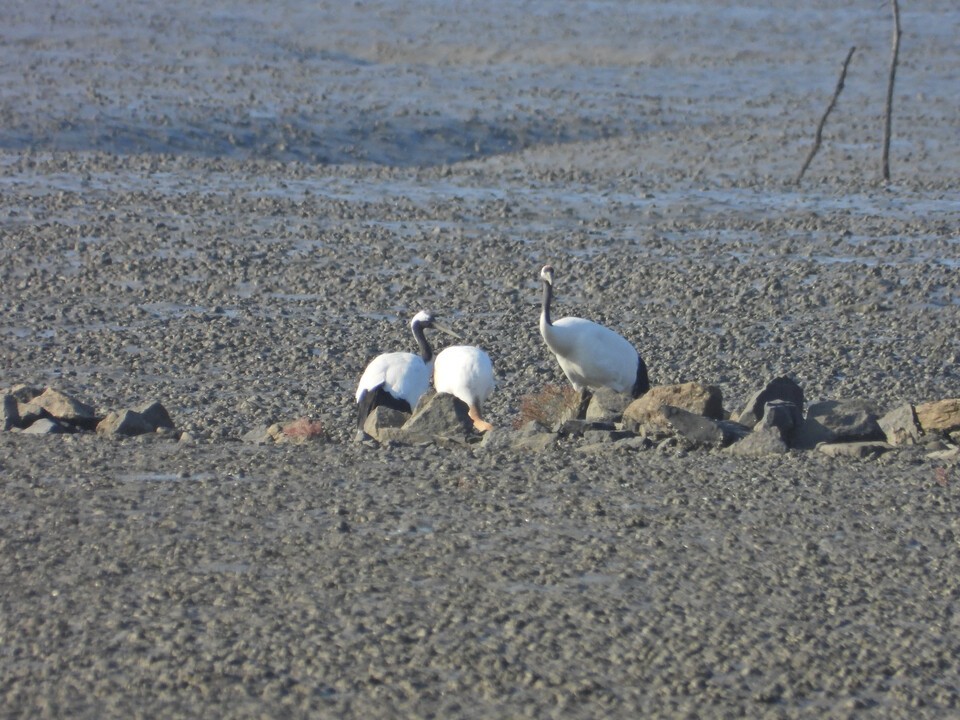 강화갯벌에서 관찰된 올해 첫 두루미 가족. 가운데가 새끼두루미. (사진 인천두루미네트워크 사무국(촬영 정용훈씨))/뉴스펭귄