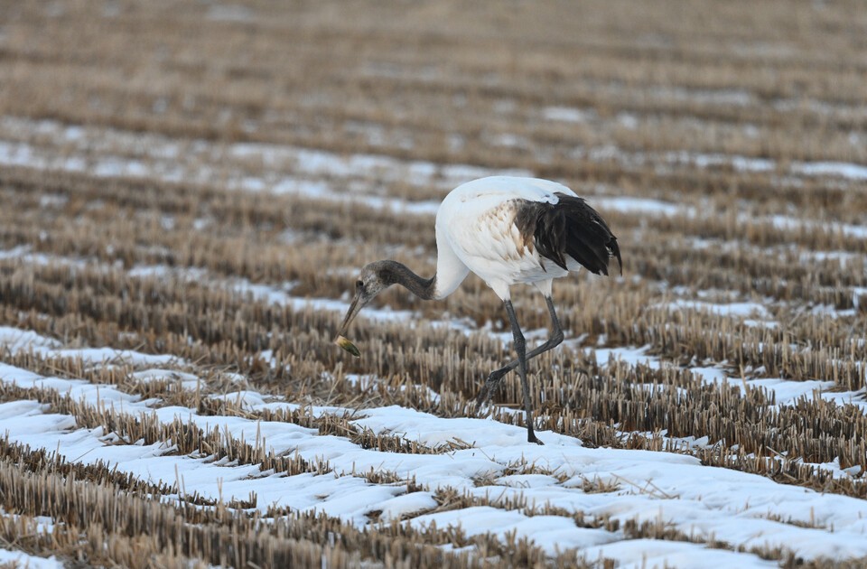 두루미. (사진 국립생태원)/뉴스펭귄